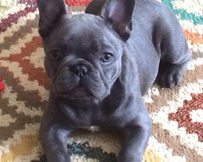 blue french bulldog blue eyes