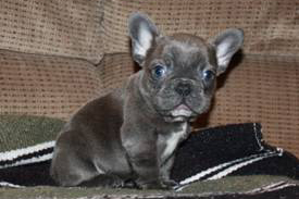 Elijah Blue